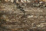 Polished Petrified Tropical Hardwood Slab - Texas #236517-1